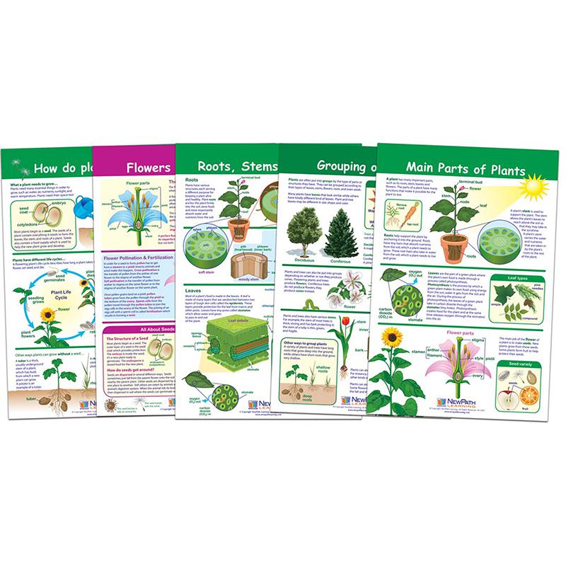 All About Plants Bulletin Board Charts, Set of 5